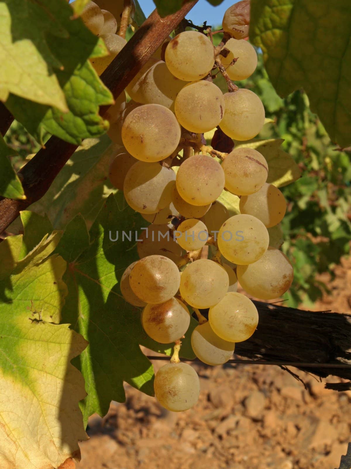 image of some bunches of grape in a provence vineyard