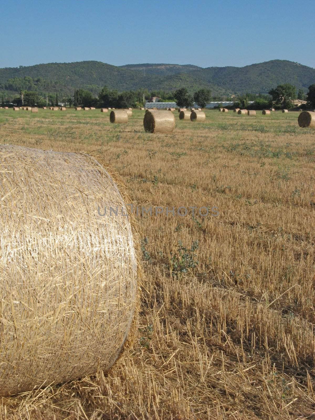 View of some hayrolls in a field