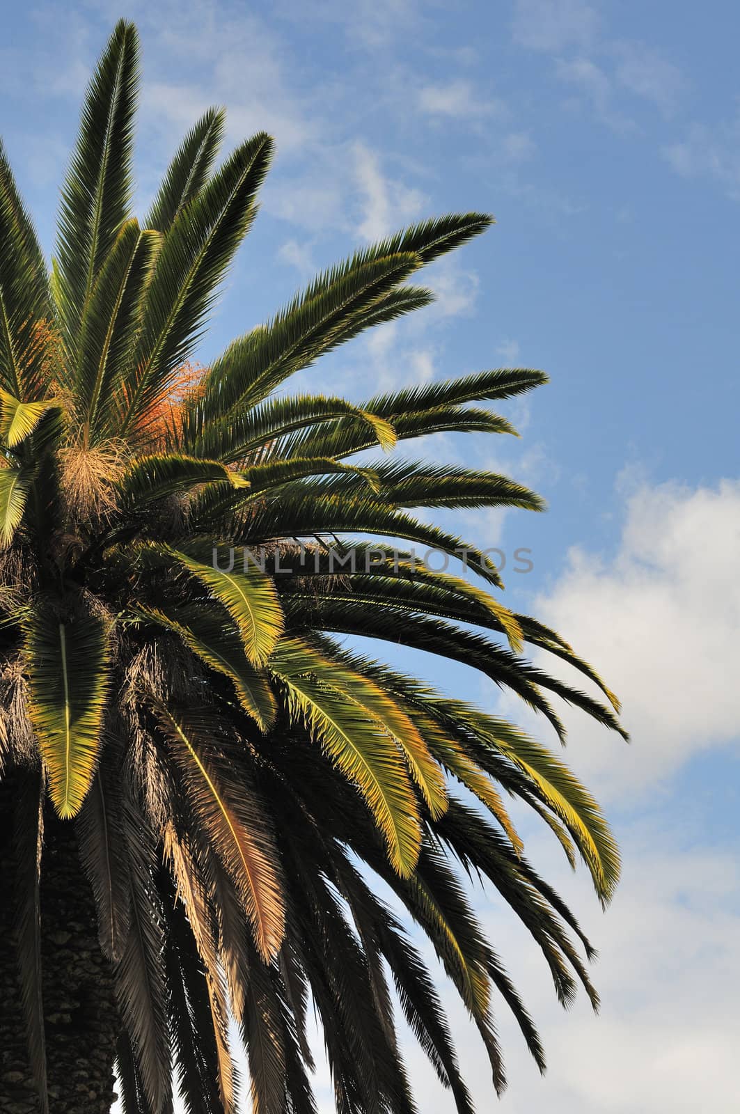 Canary Island Date Palm (Phoenix canariensis) against a blue sky with some clouds