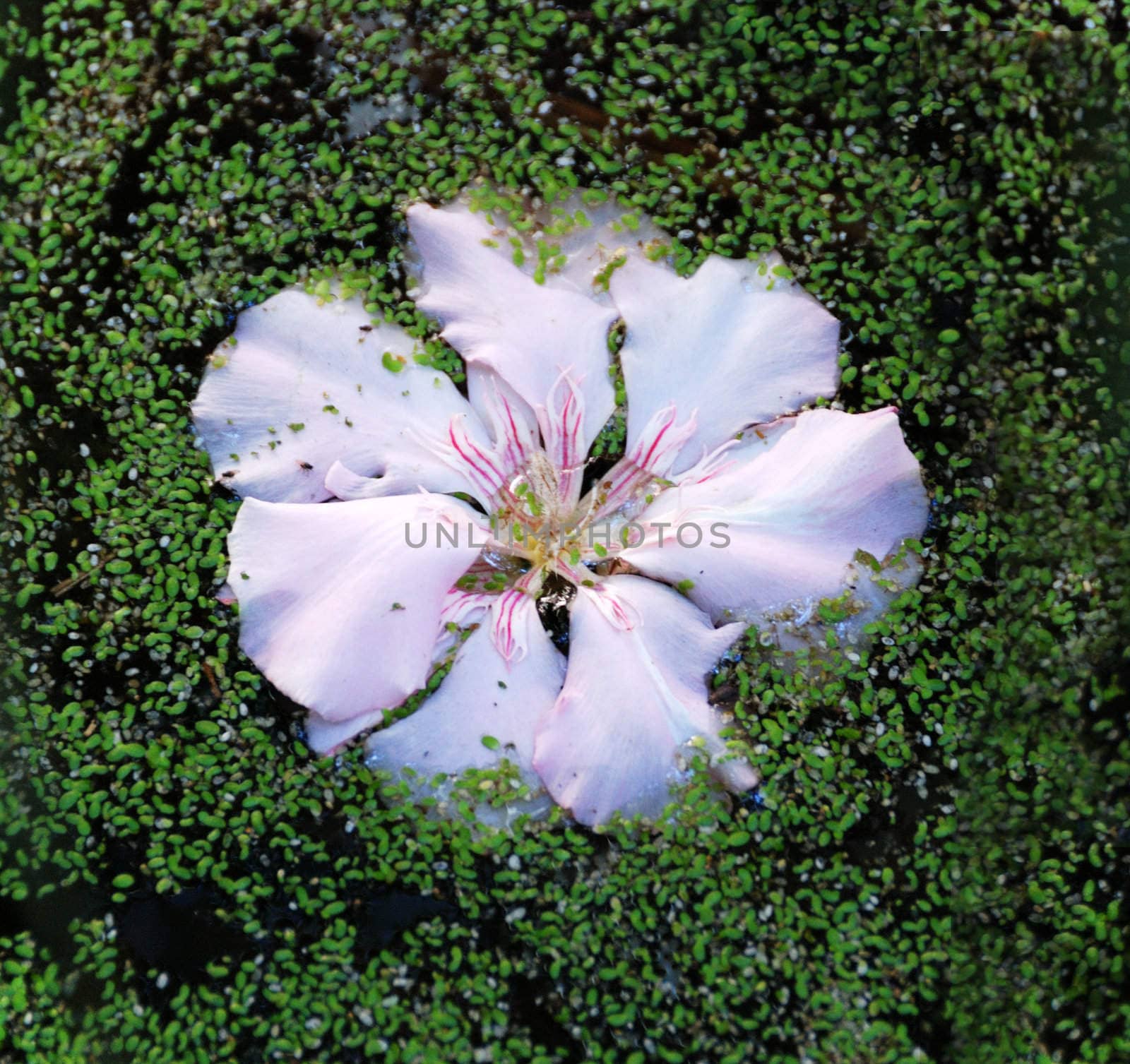 Light Blue Flower Floating in Pond Water