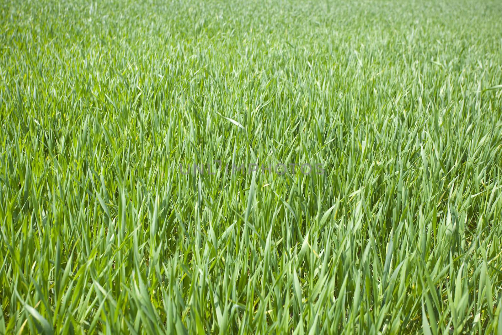 Green grain not ready for harvest growing in a farm field