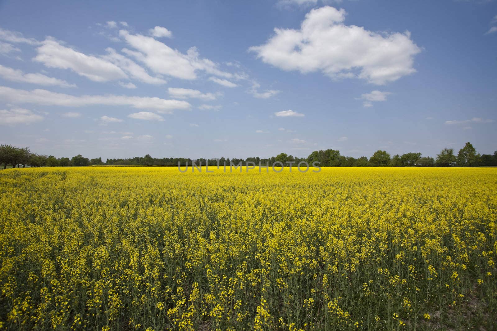 Beautiful golden fields of rape by shiffti