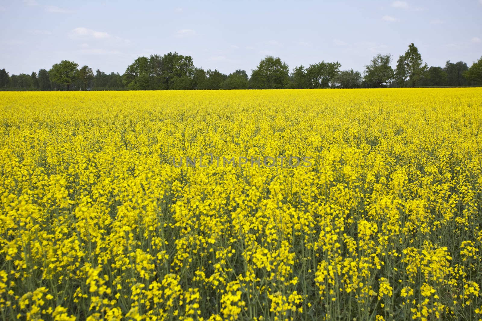 Yellow oilseed by shiffti