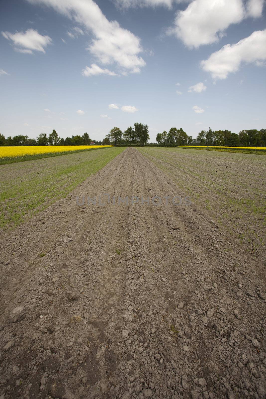 Green grain not ready for harvest growing in a farm field