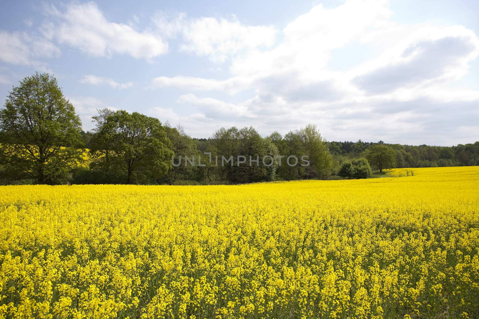 Beautiful golden fields of rape