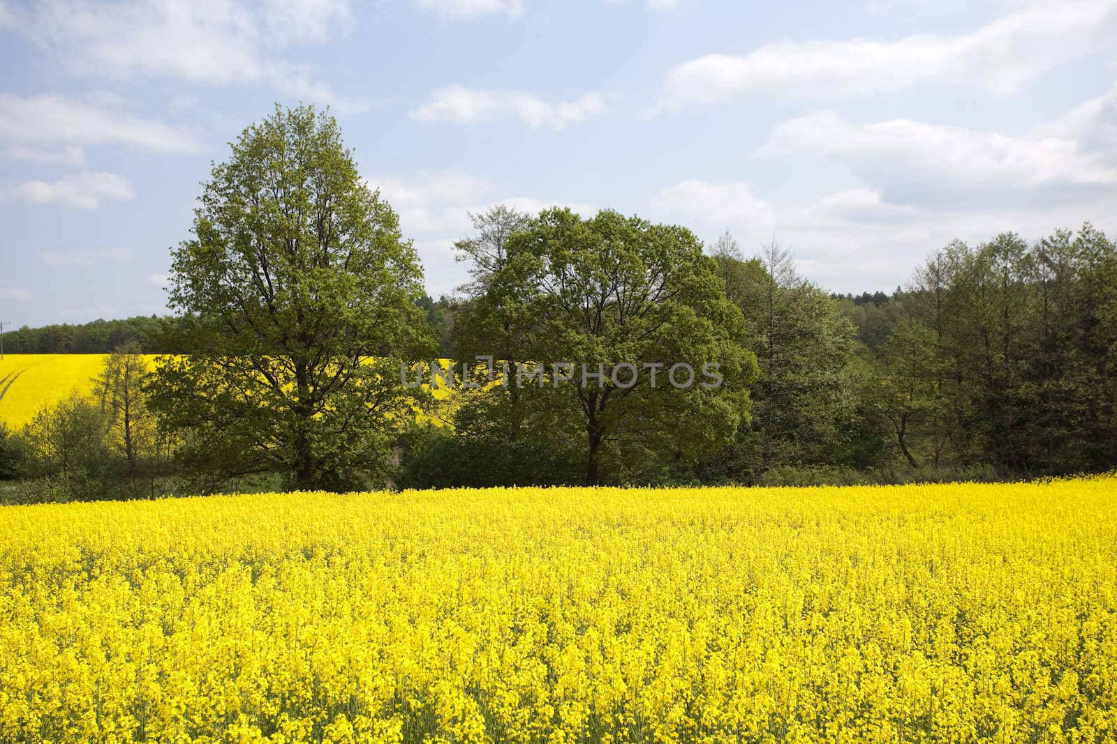 Beautiful golden fields of rape