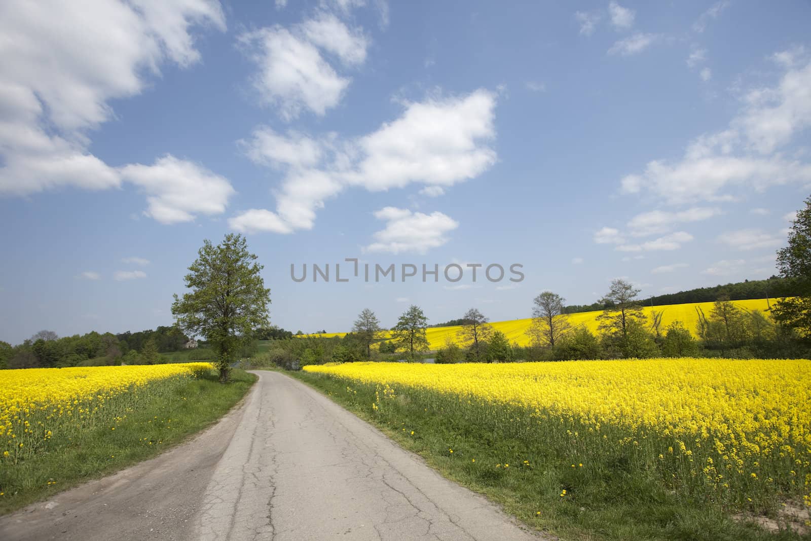 Beautiful golden fields of rape