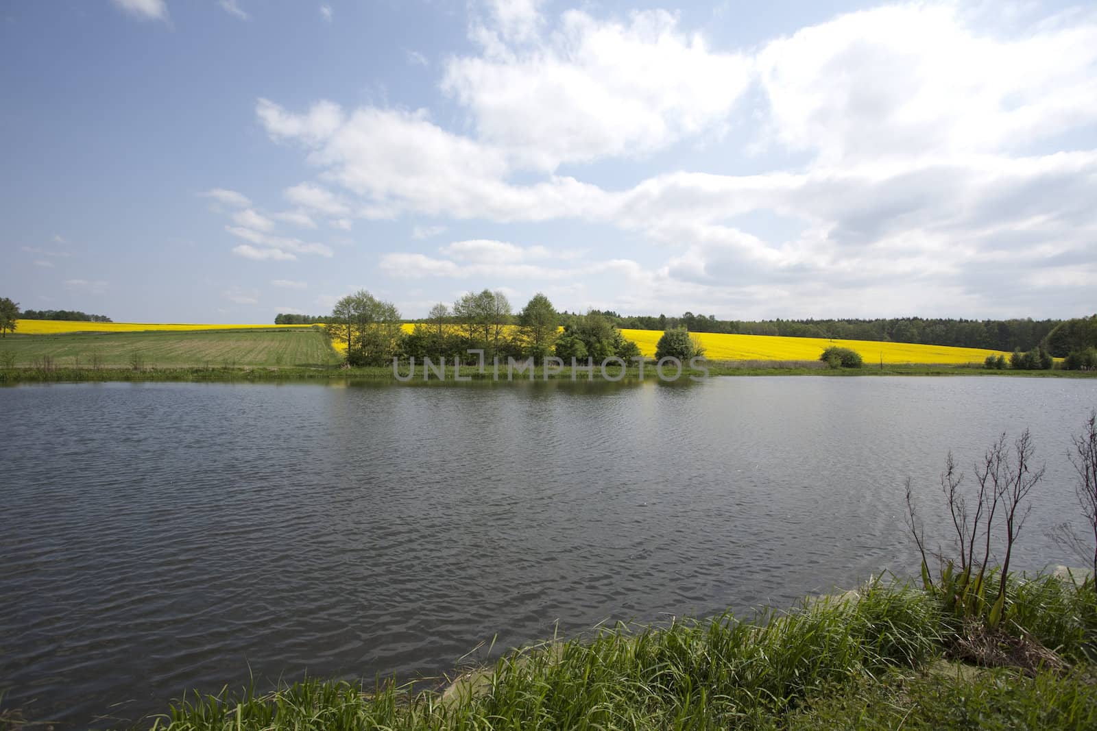 Yellow oilseed rape and lake in southern Poland