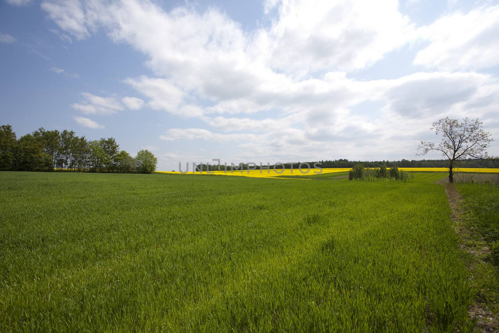 Green grain not ready for harvest growing in a farm field