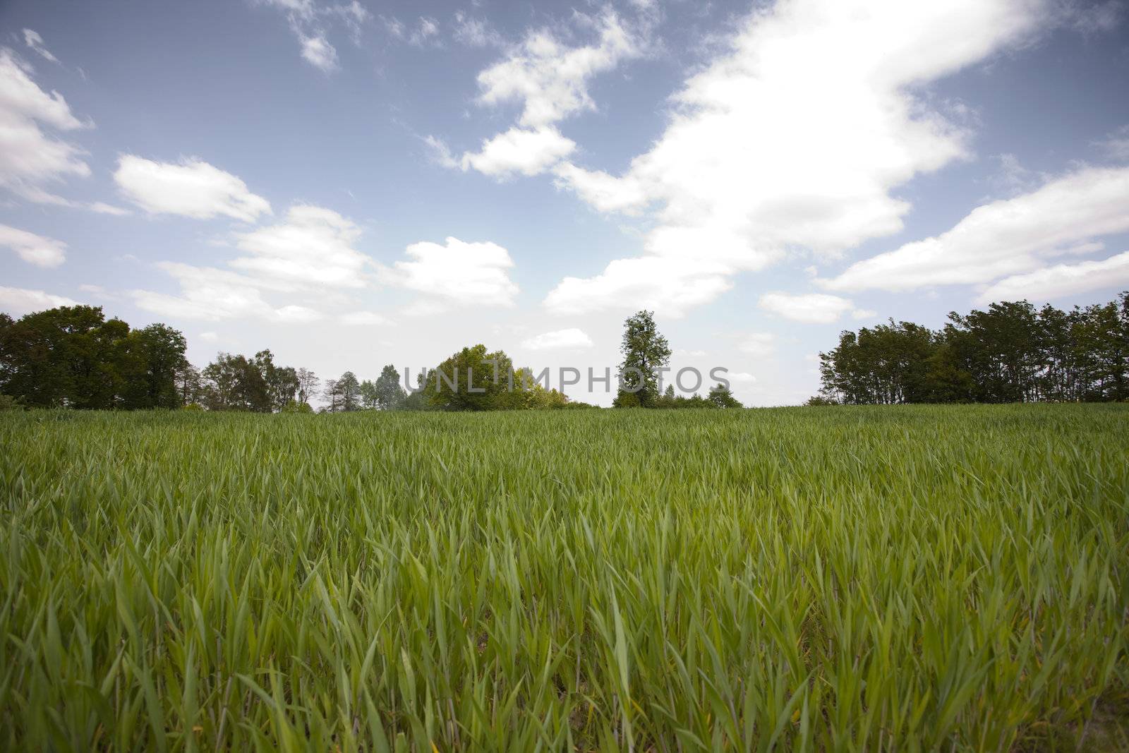 Green grain not ready for harvest