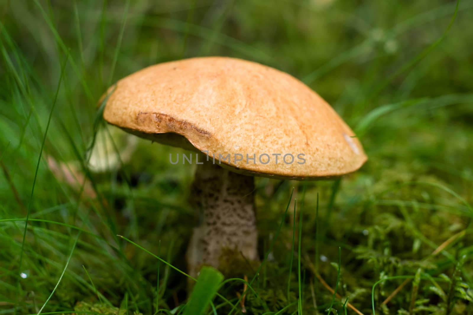 porcini mushroom growing in forest, shallow DOF