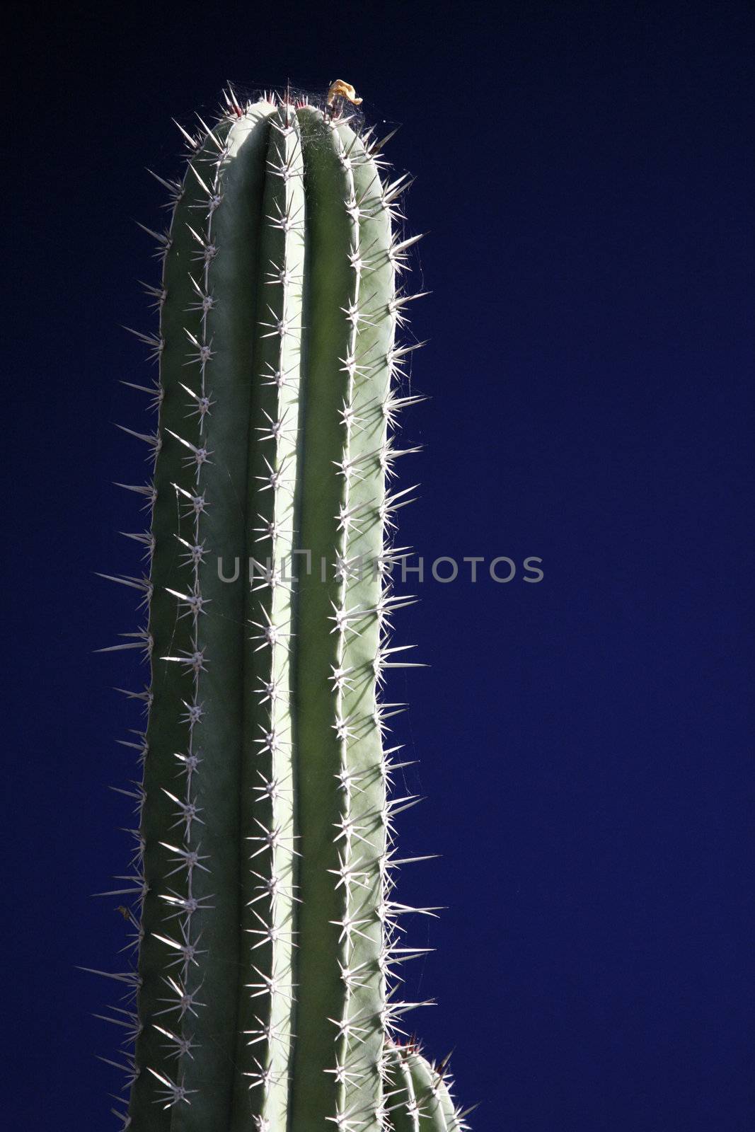 cactus with blue background by quintanilla