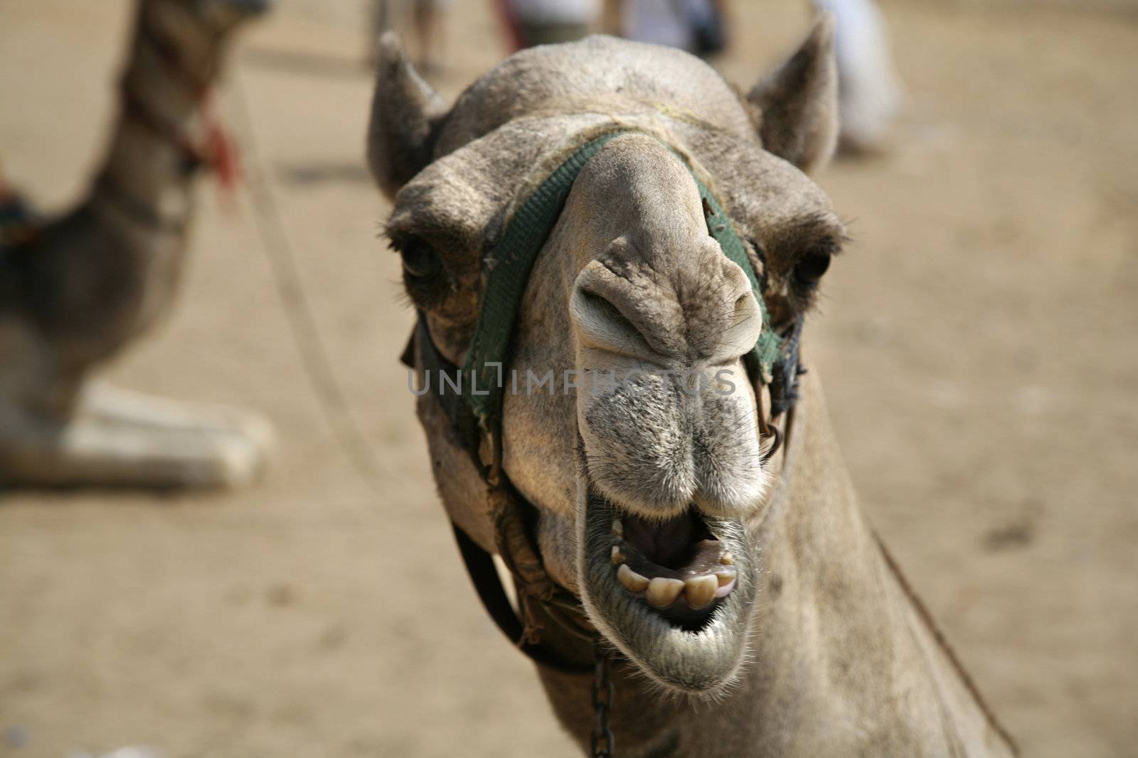 camel with open mouth next to gizah pyramids