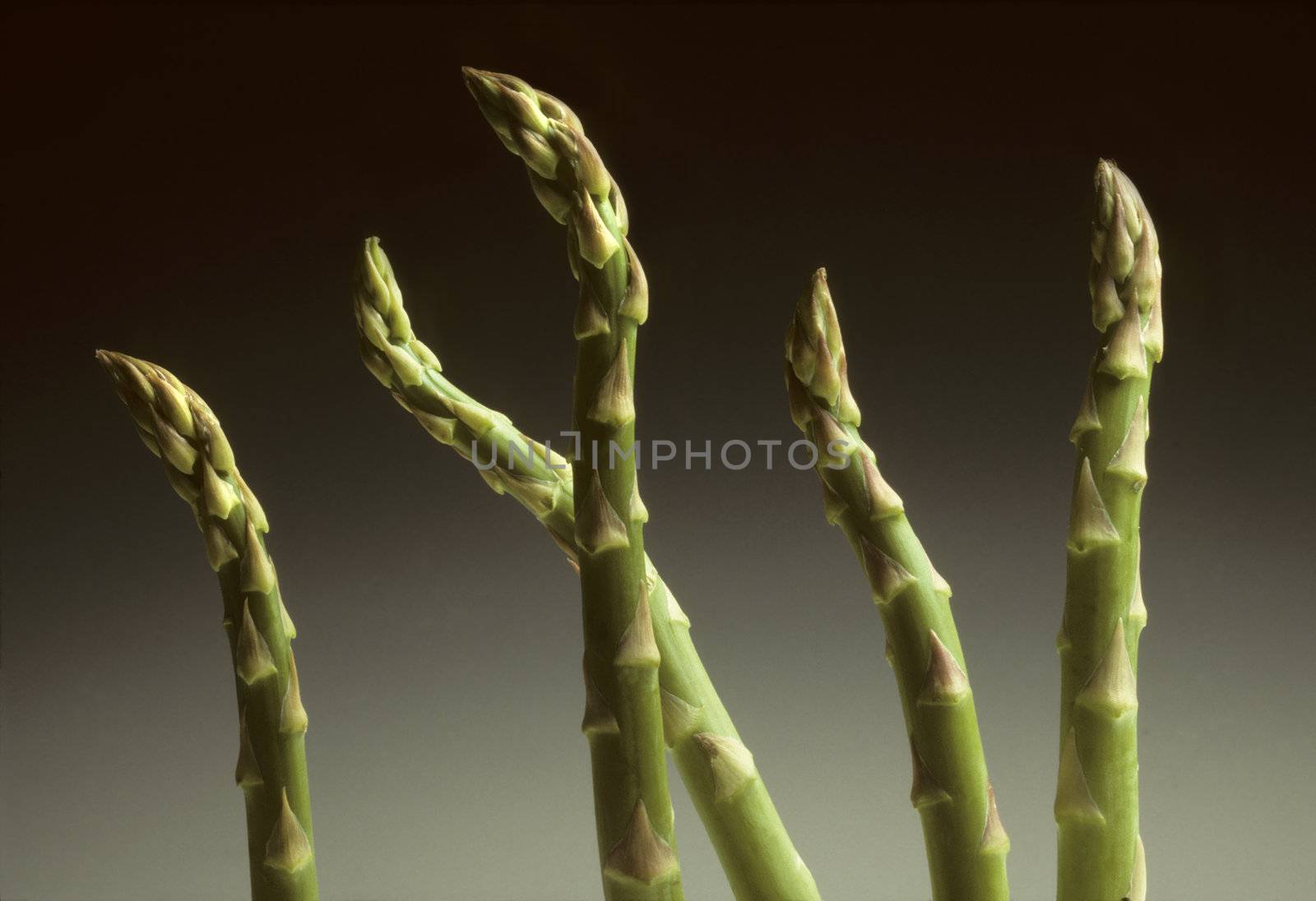 Five Asparagus spears against a gradated black to gray background