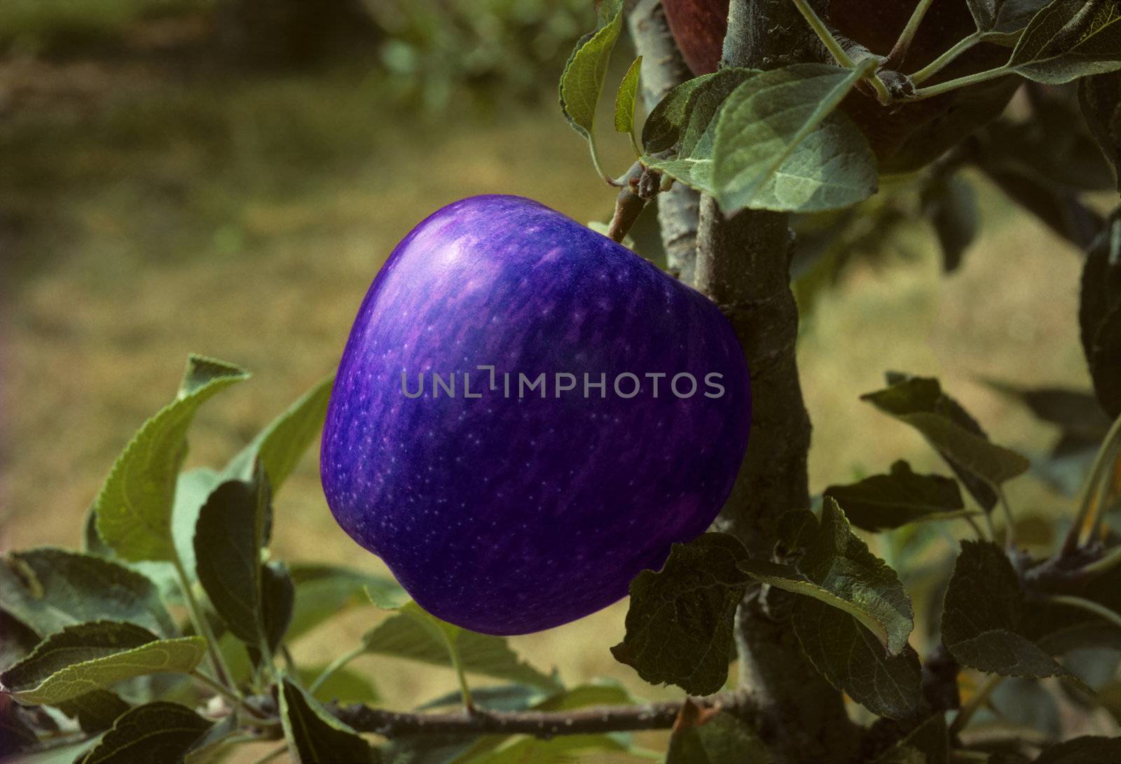 Blue apple on a tree in an orchard