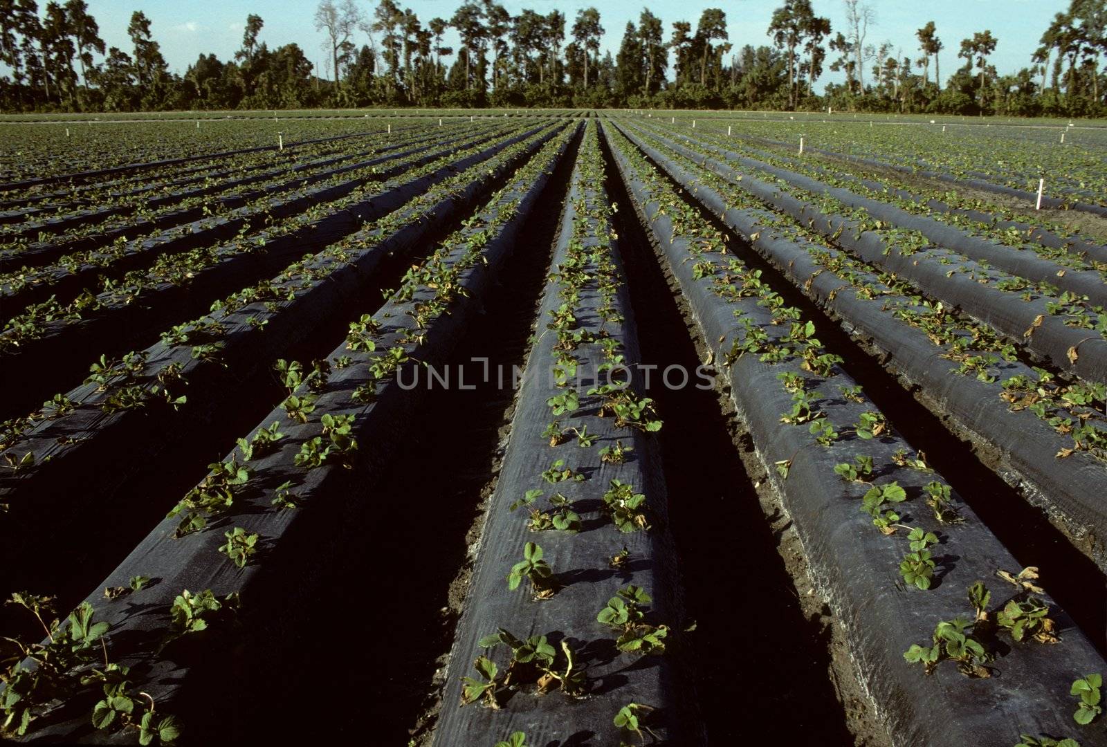 Rows of young strawberry plants in a field in Florida