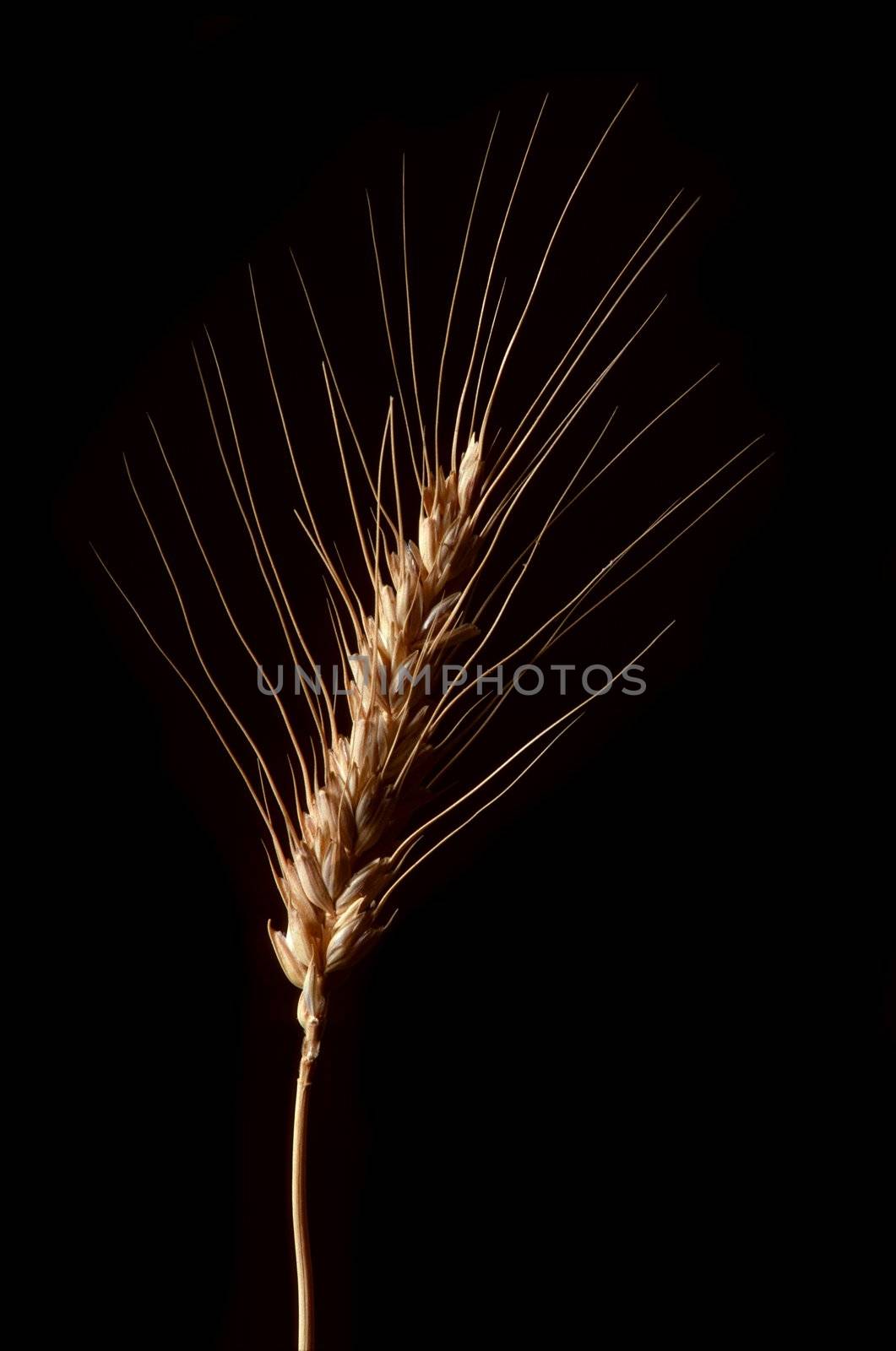 A single stalk of wheat against black background