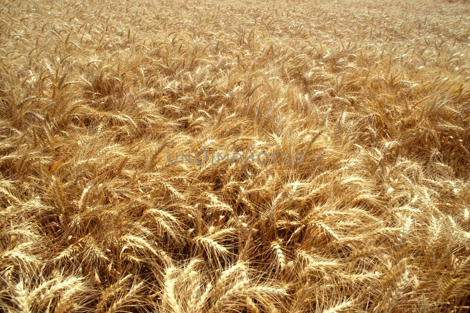 Field of golden wheat plants Horizontal