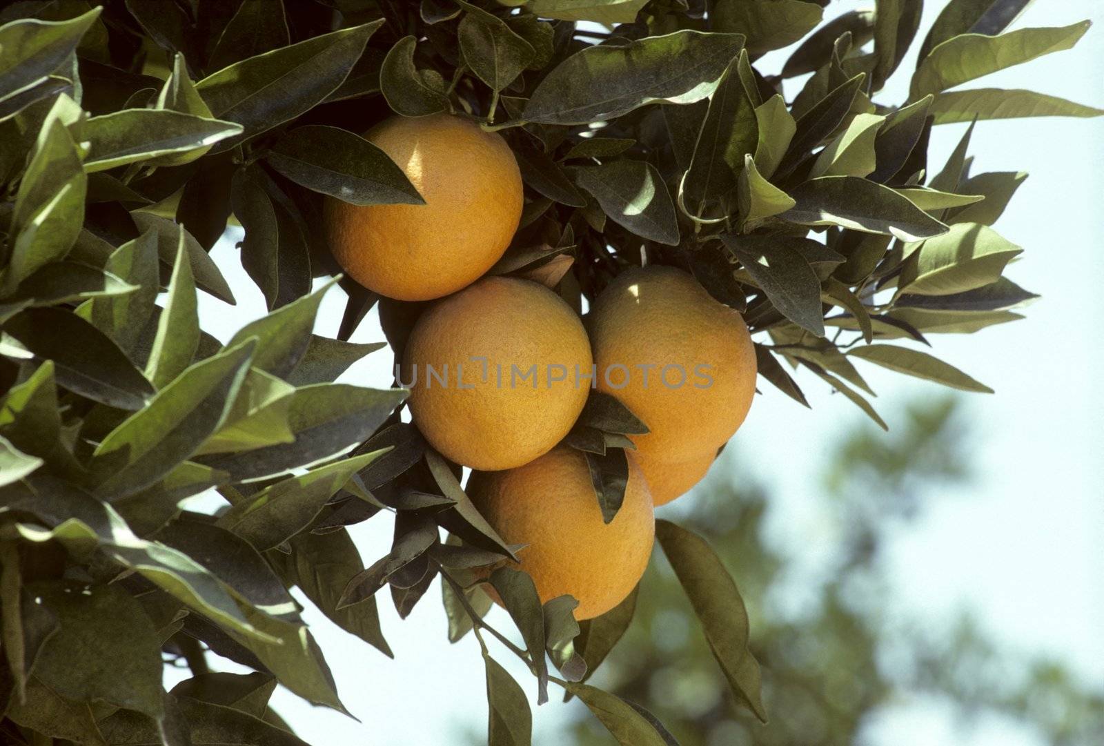 A bunch of Florida oranges hanging from a tree. 