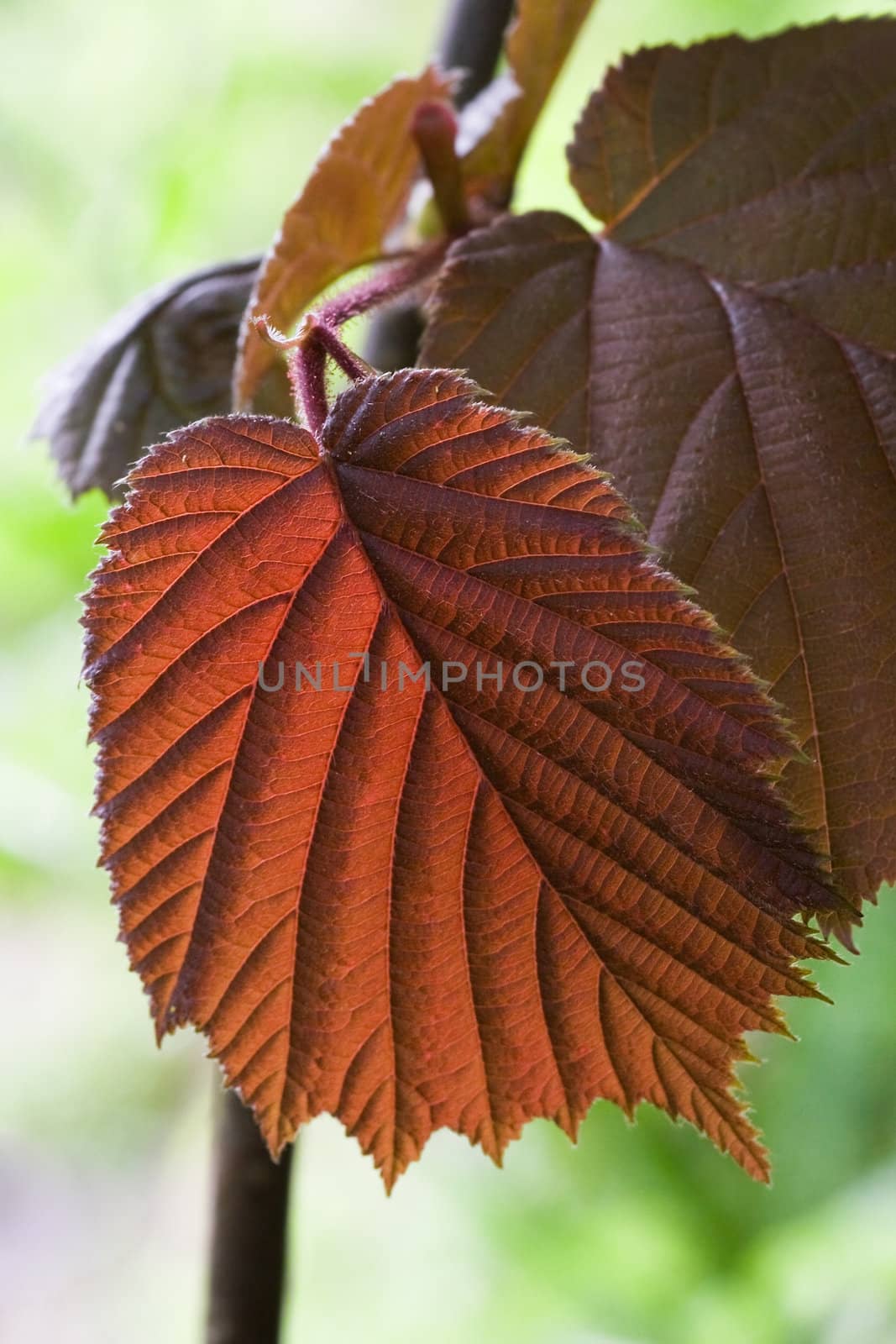 New growing bronze colored leaf of hazel in spring with light shining through it