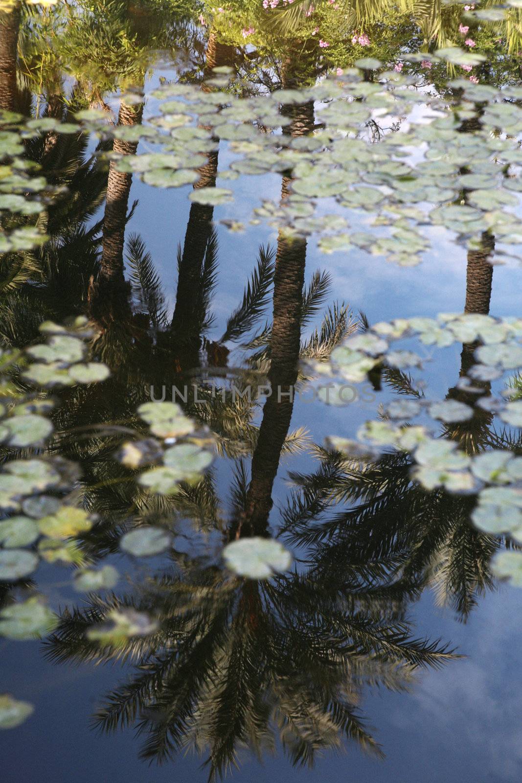 palms reflection on the pond of villa majorelle in marrakesh