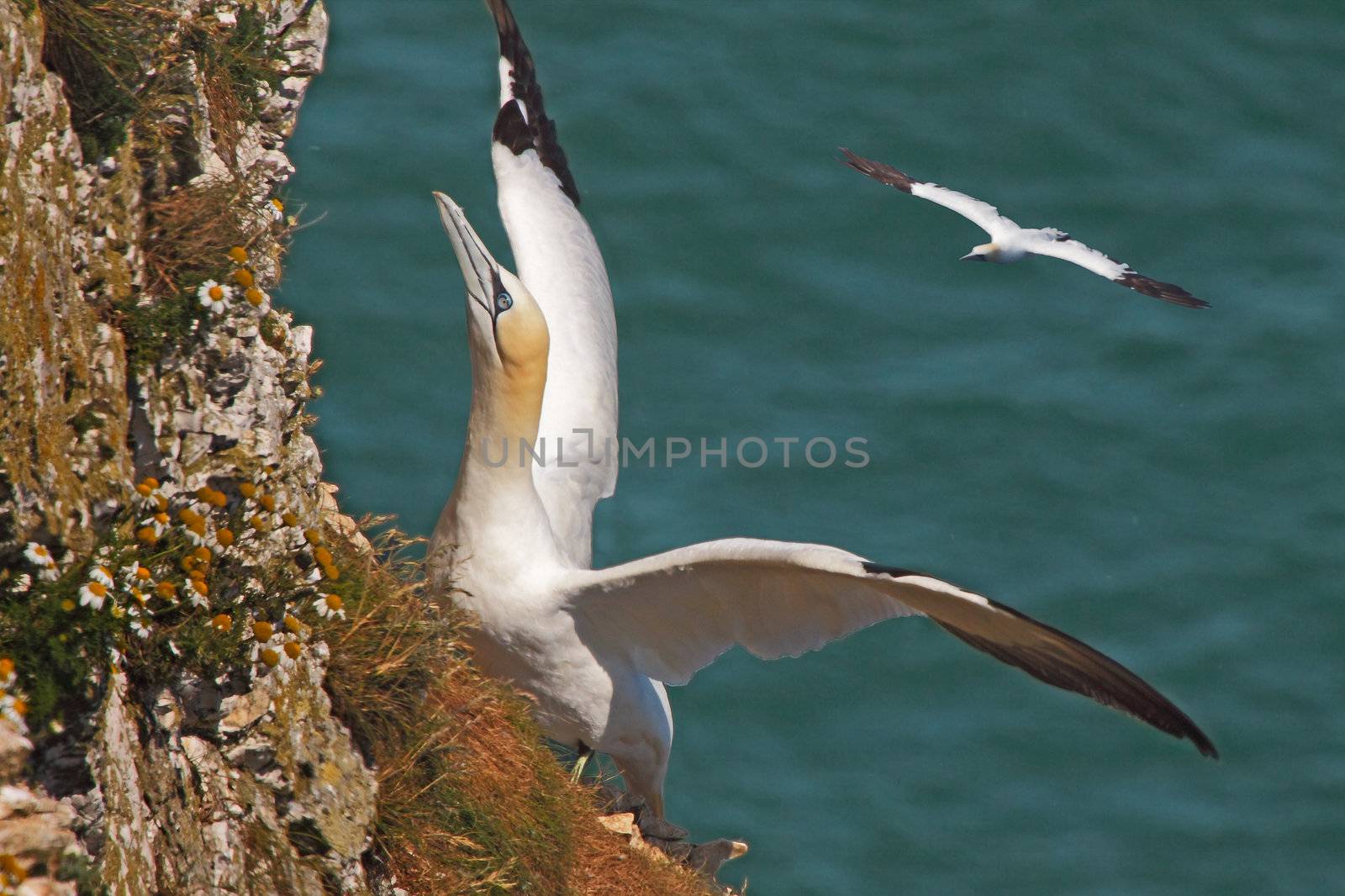 A Northern Gannet lands on the cliff face at Bempton Cliffs in Yorkshire, England.
