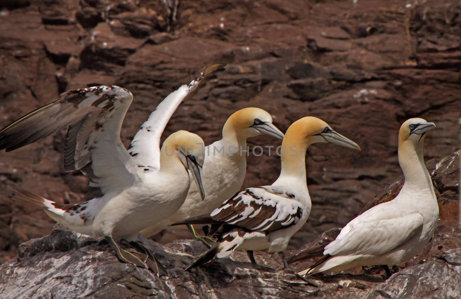 Northern Gannets on Bass Rock, Scotland, where they spend the Summer months.