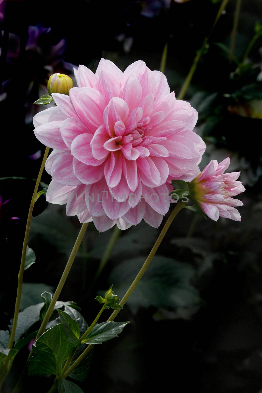 A pink Dahlia in a Staffordshire garden in England.