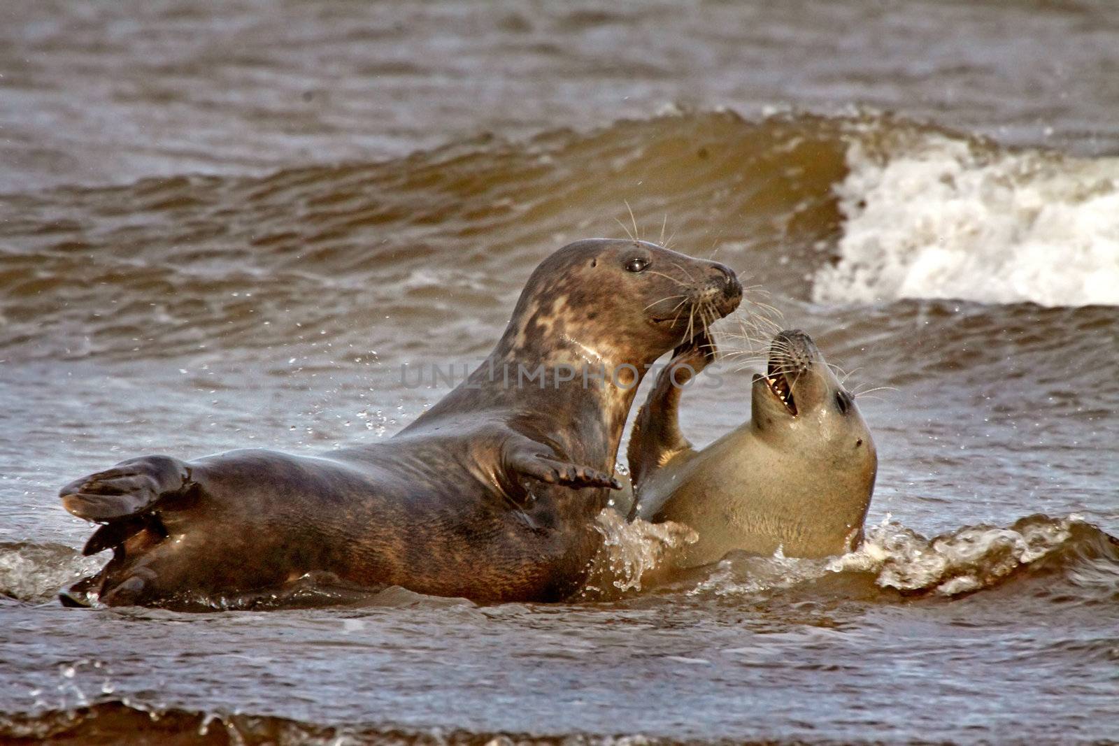 Atlantic Grey Seals at Mating time at Donna Nook in Lincolnshire, England.