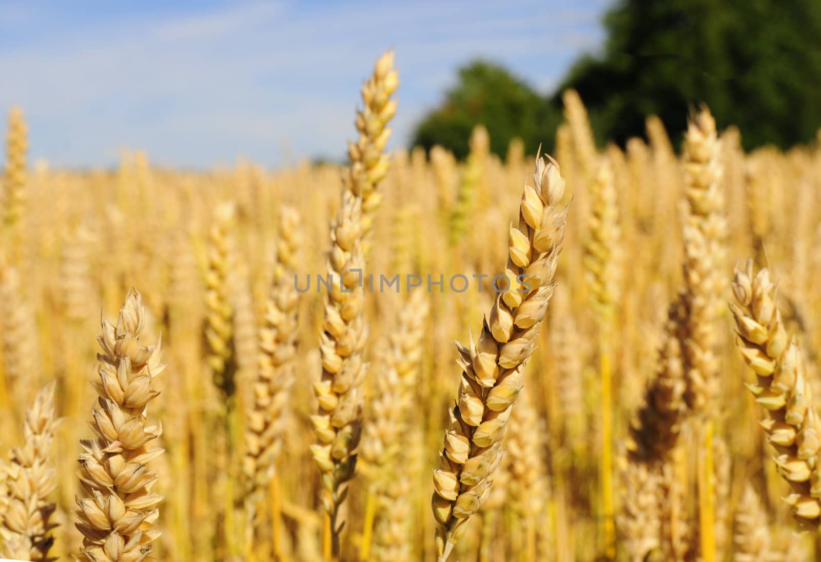 Closeup of golden wheat