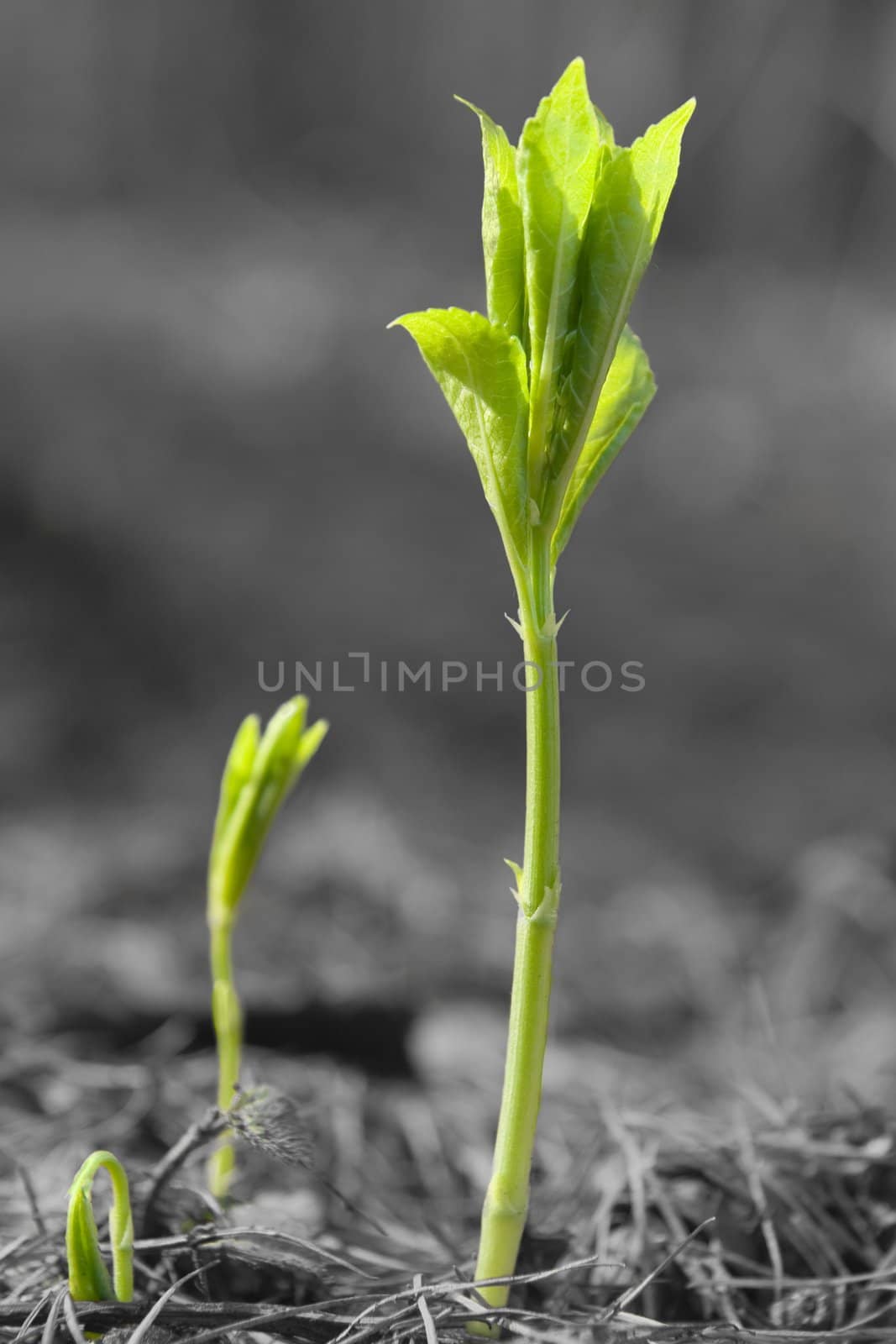 Young green sprouts on black and white background