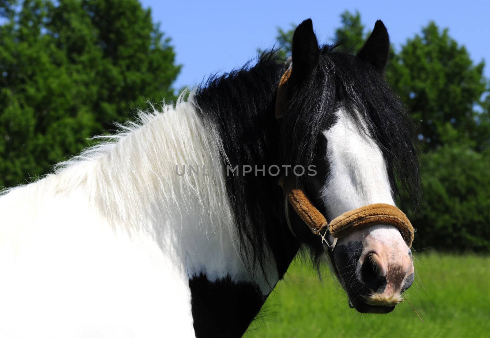 beautiful black and white horse