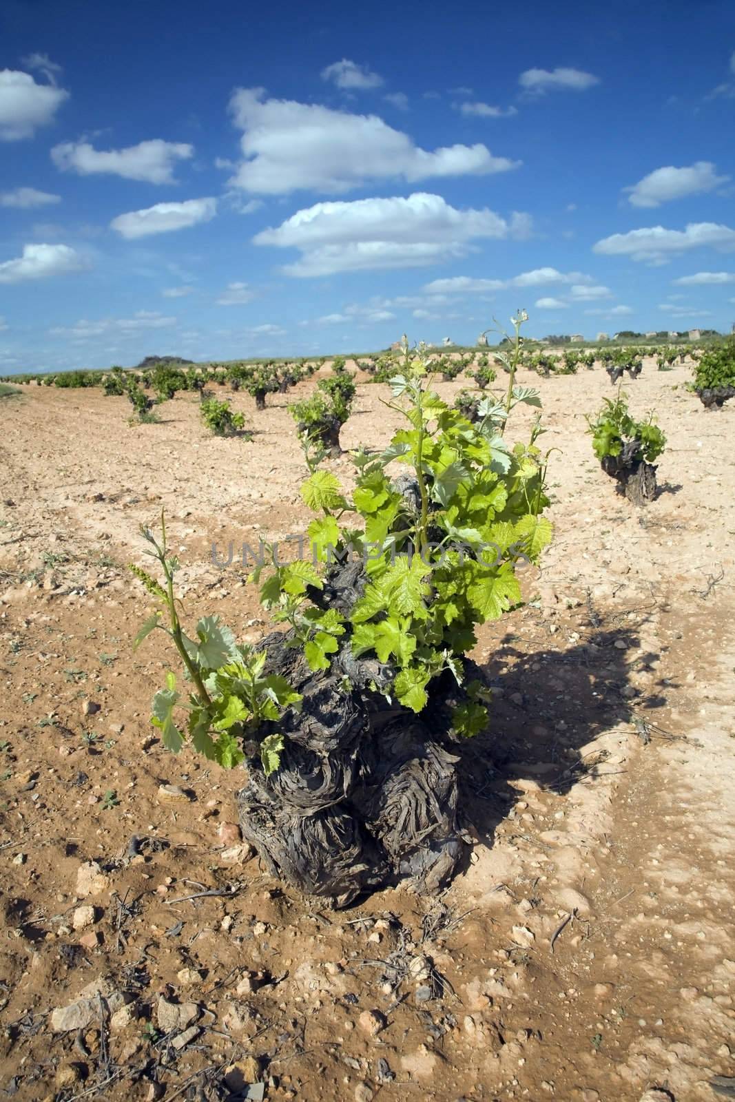 vine plants field in the countryside of la mancha spain