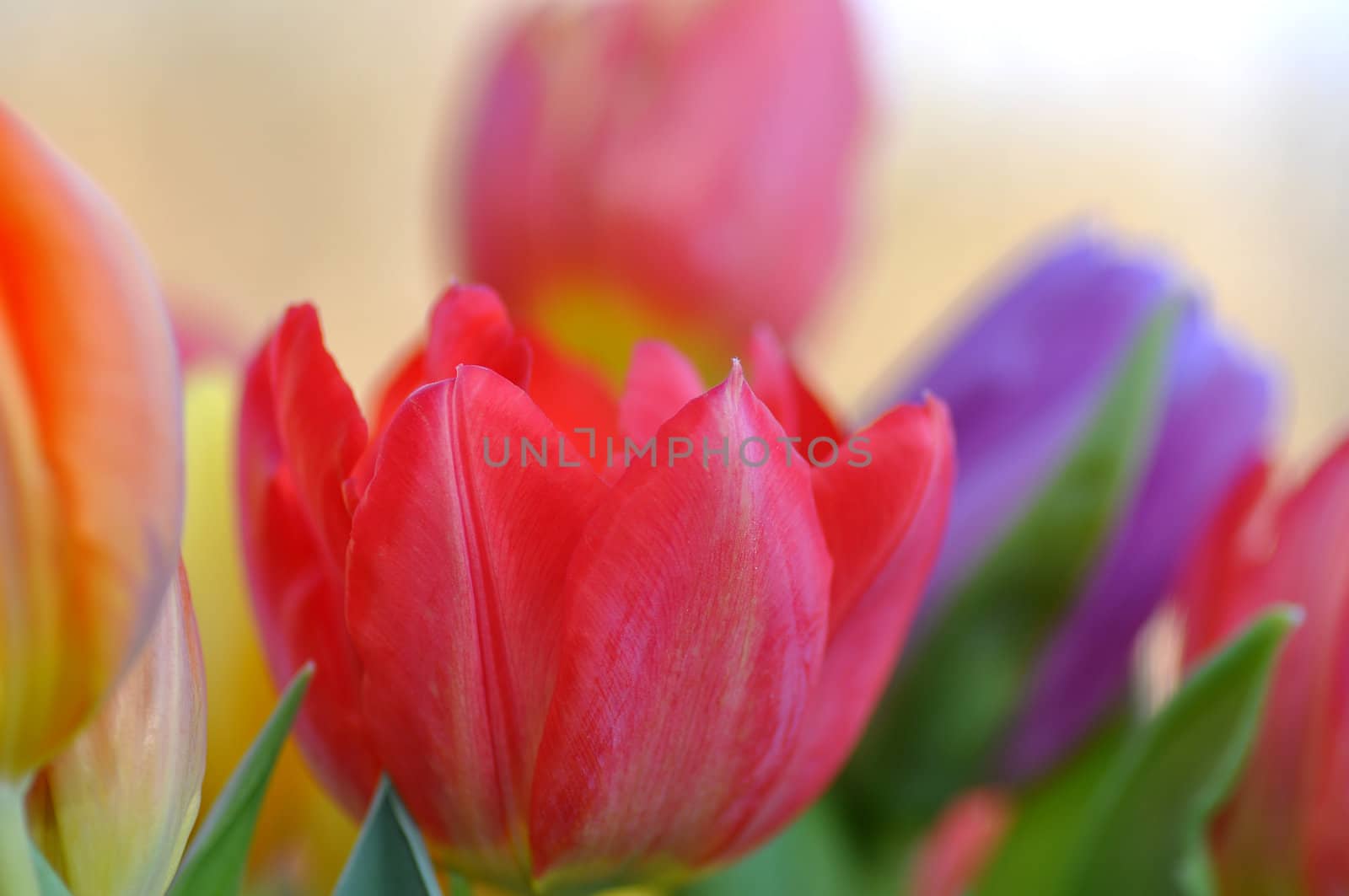 Closeup of fresh tulips.