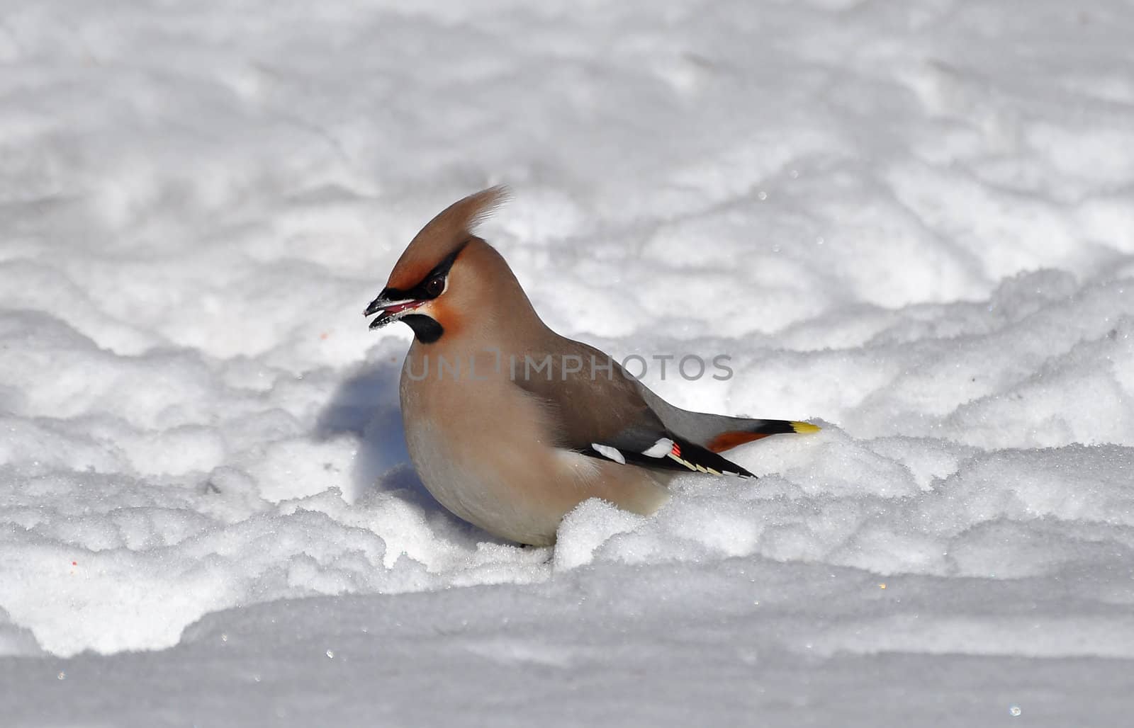 A waxving standing in snow.