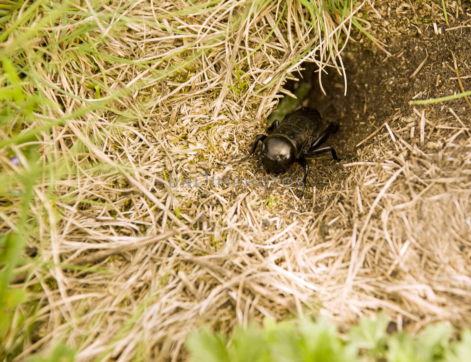 a cricket in the front of his hole