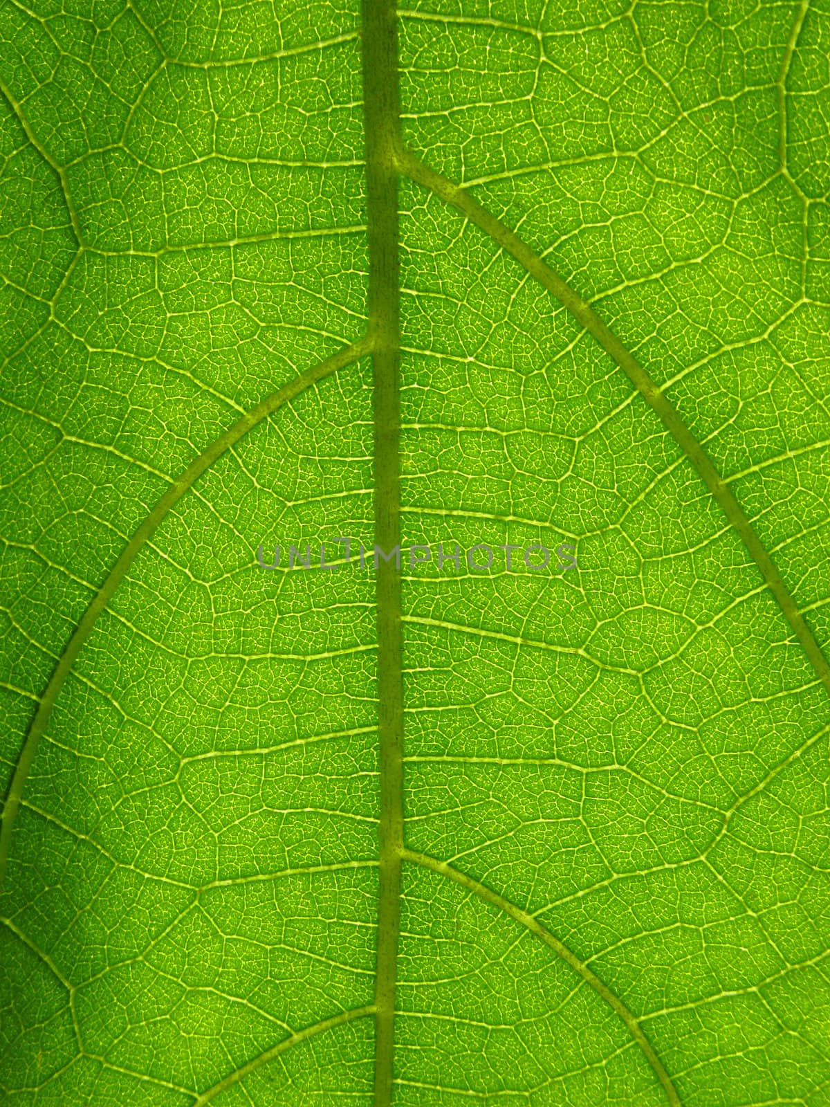 Microscopic plant leaf by enderbirer