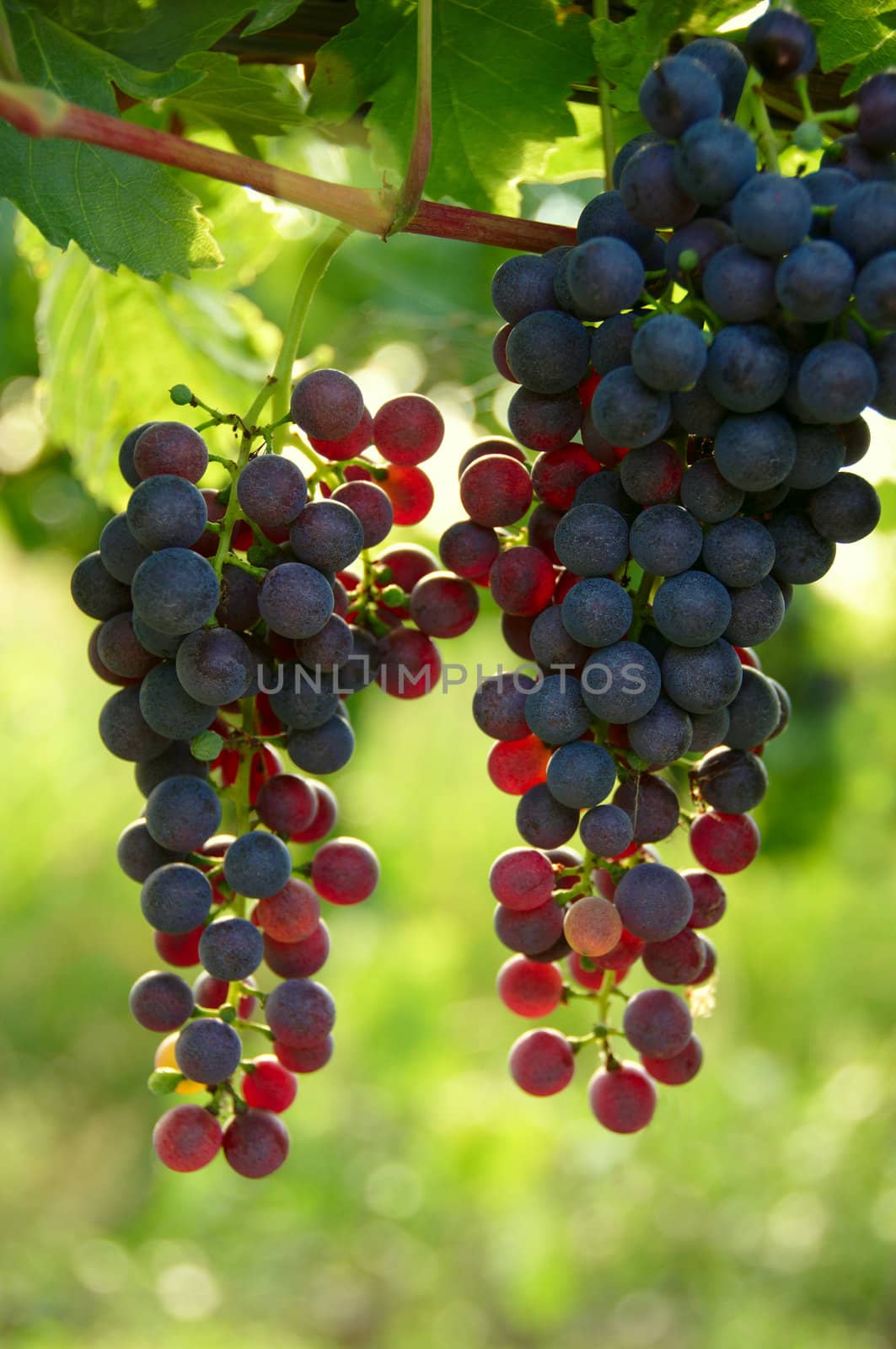 Cabernet Grapes on the vine in a vineyard