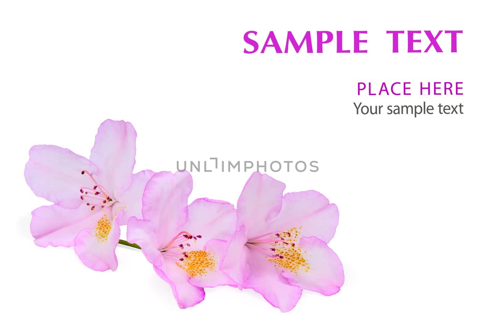 Pink flowers of a rhododendron on a white background