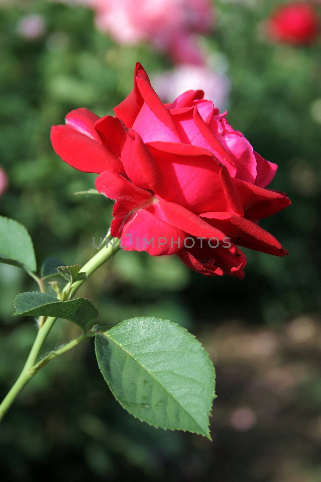 Red rose on the flowerbed 2