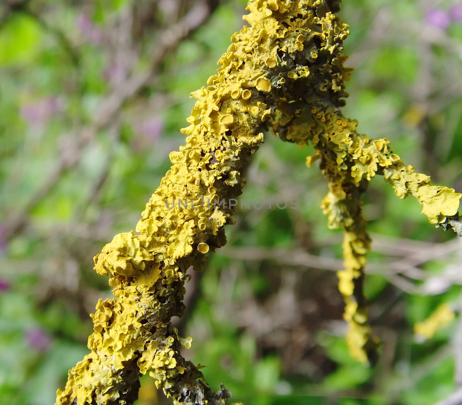 a close up of a lichen on a dry branch