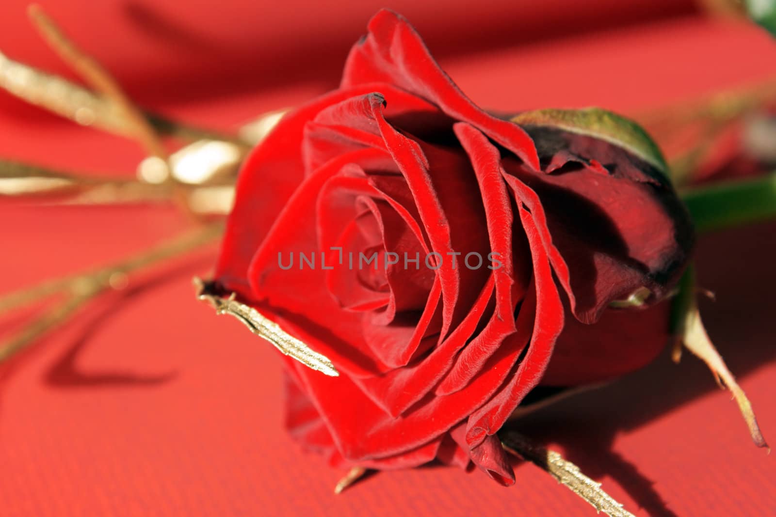 Single red rose over a red paper background