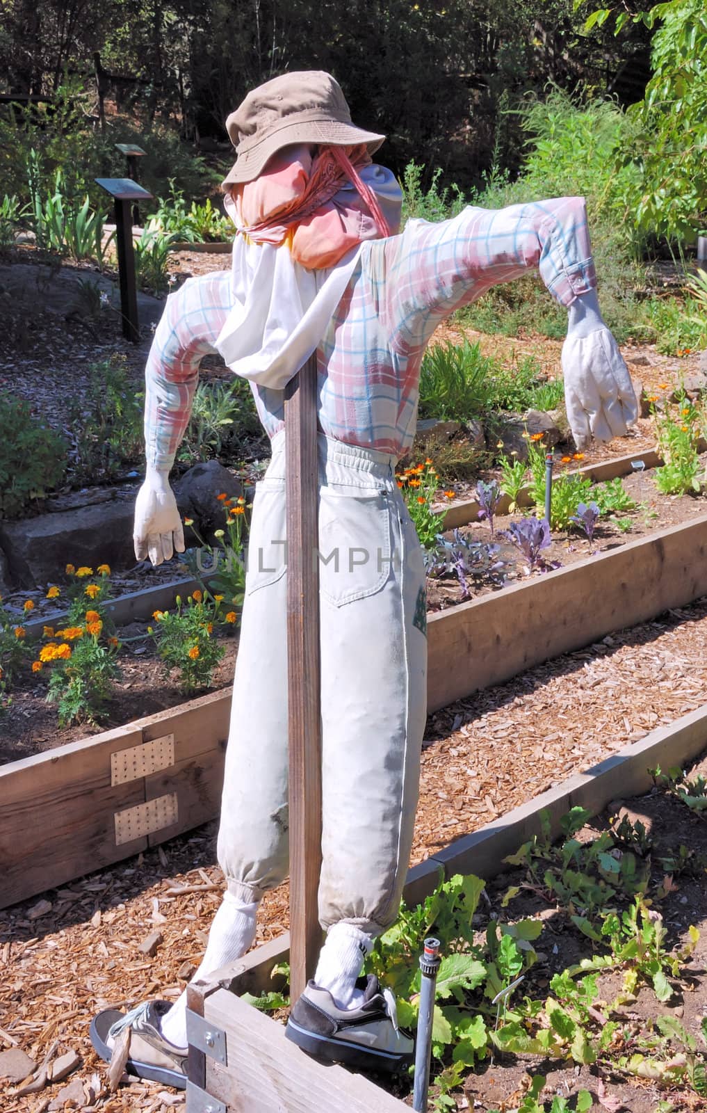 Scarecrow in a Garden Shown from Behind