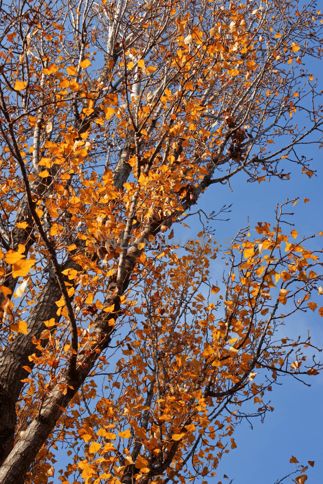 Birch trees in autumn against the blue sky