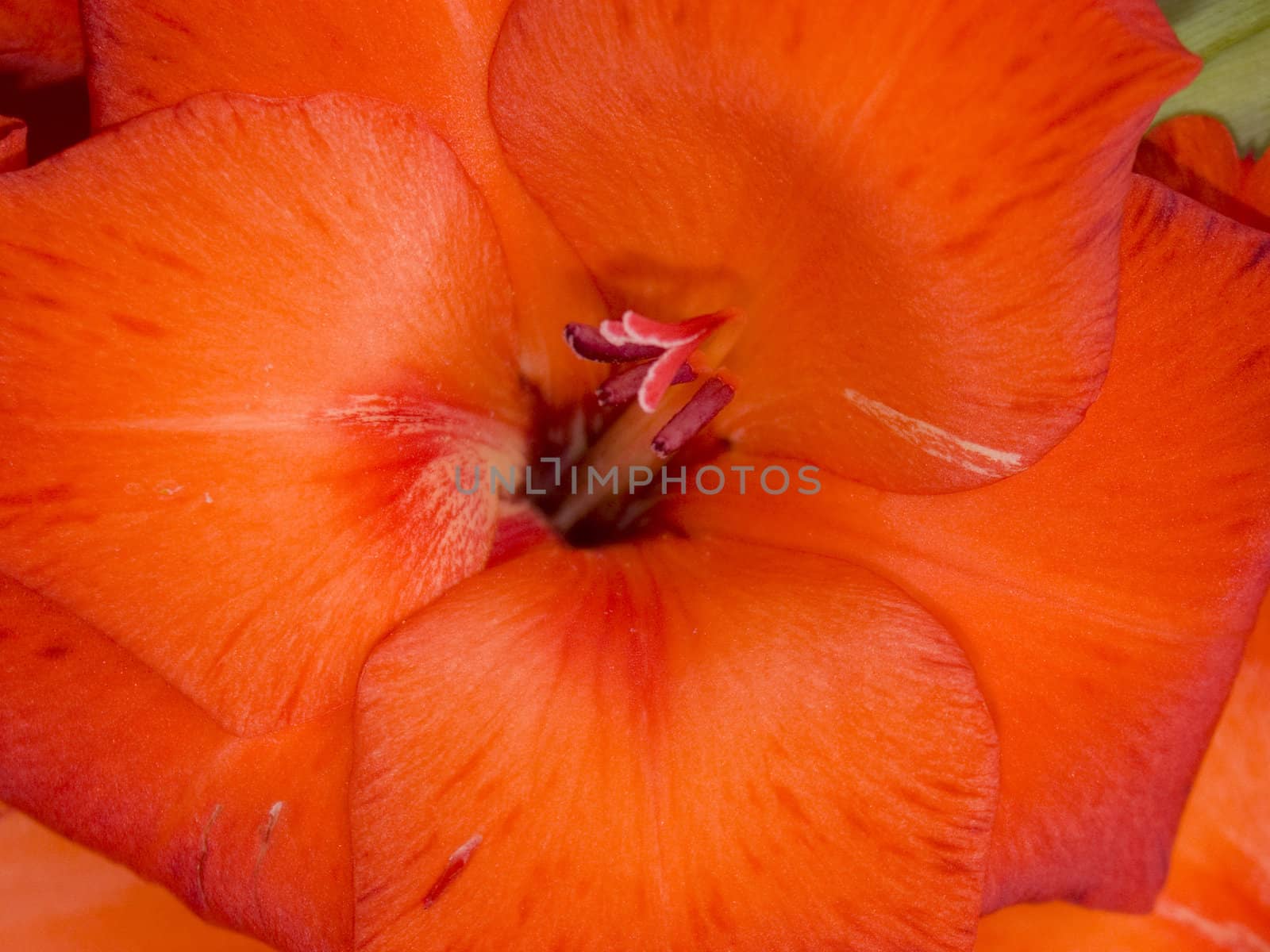 the Image of a flower of a gladiolus of scarlet colour