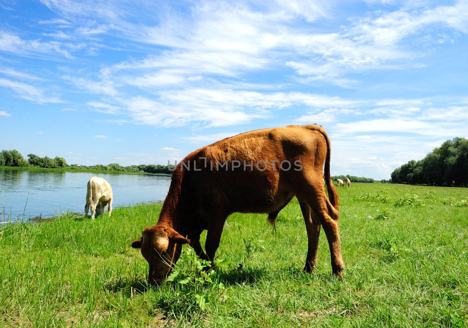 calf pasturing near the lake