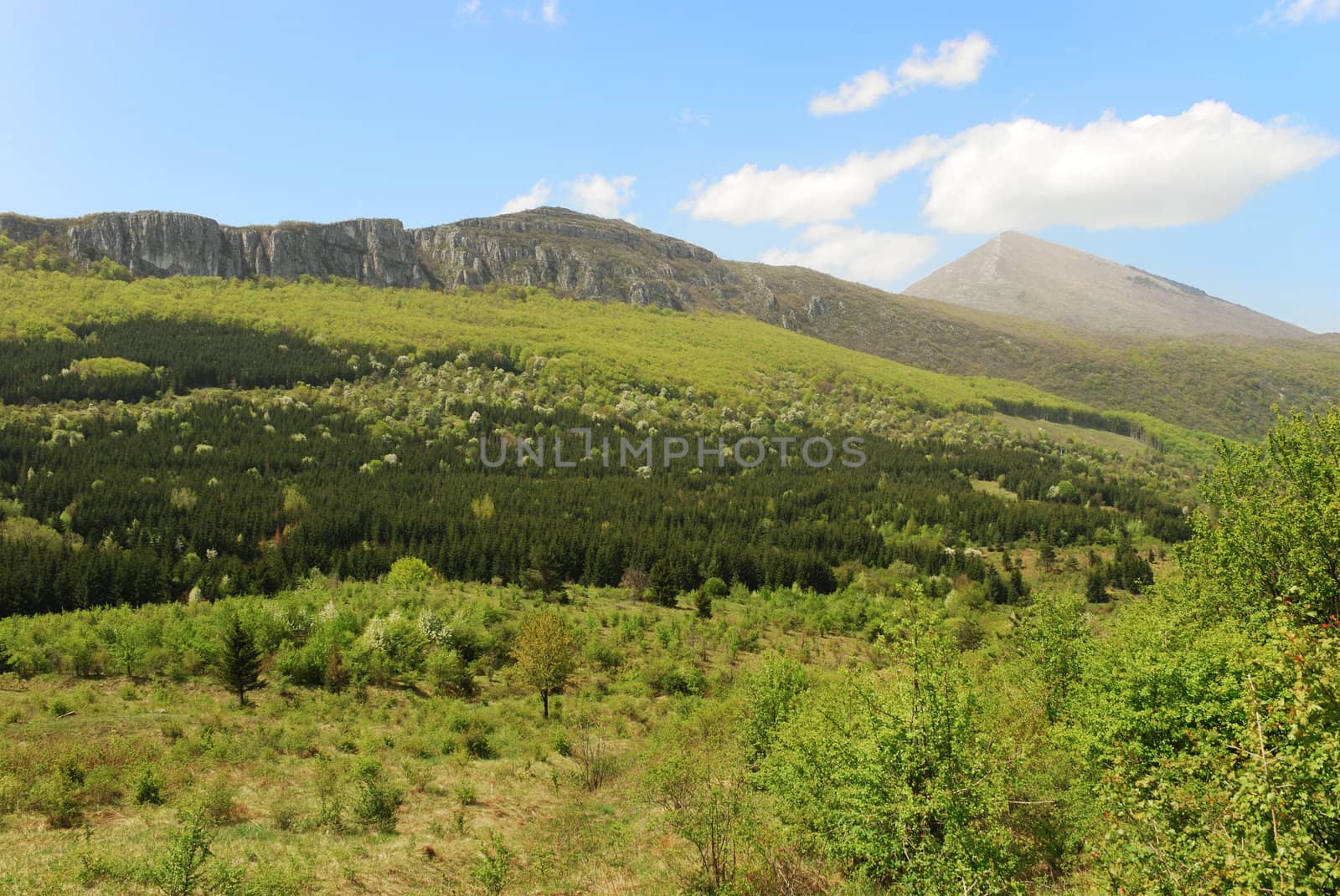 a landscape with mountain with a forest in bloom