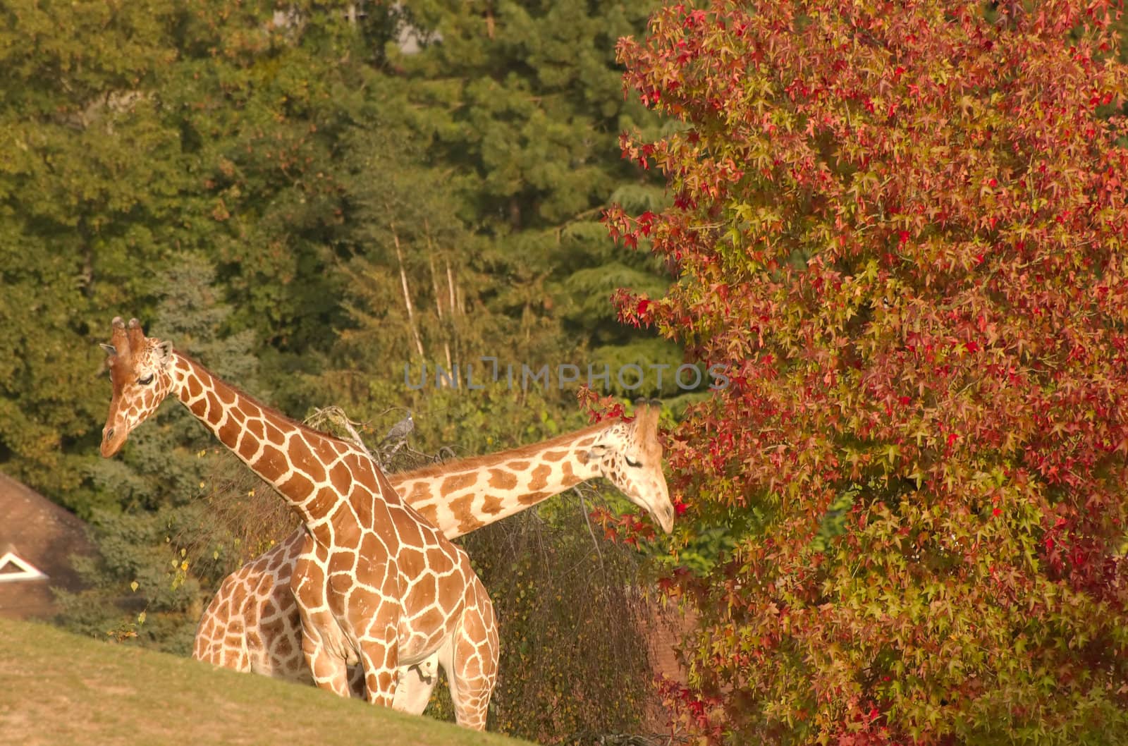 Two giraffes and a red tree