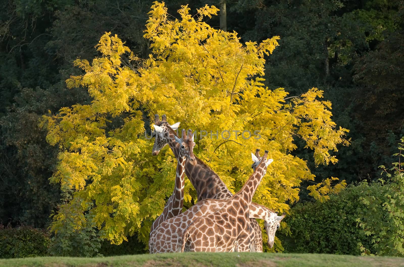 Giraffe