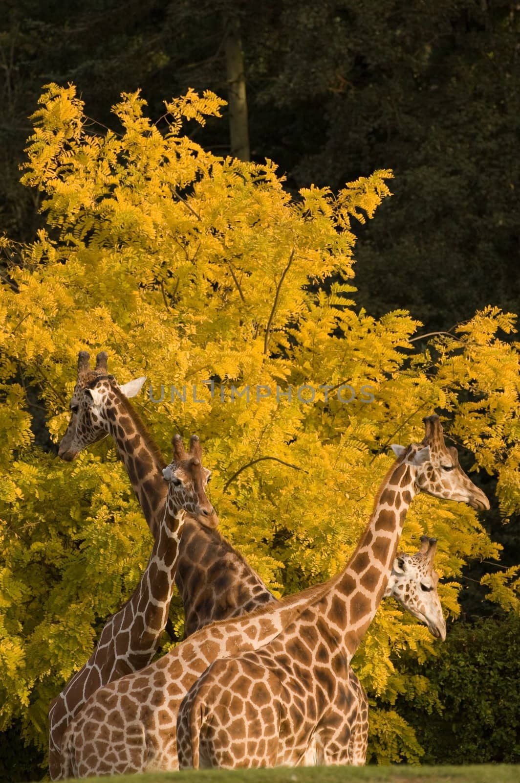 Giraffe